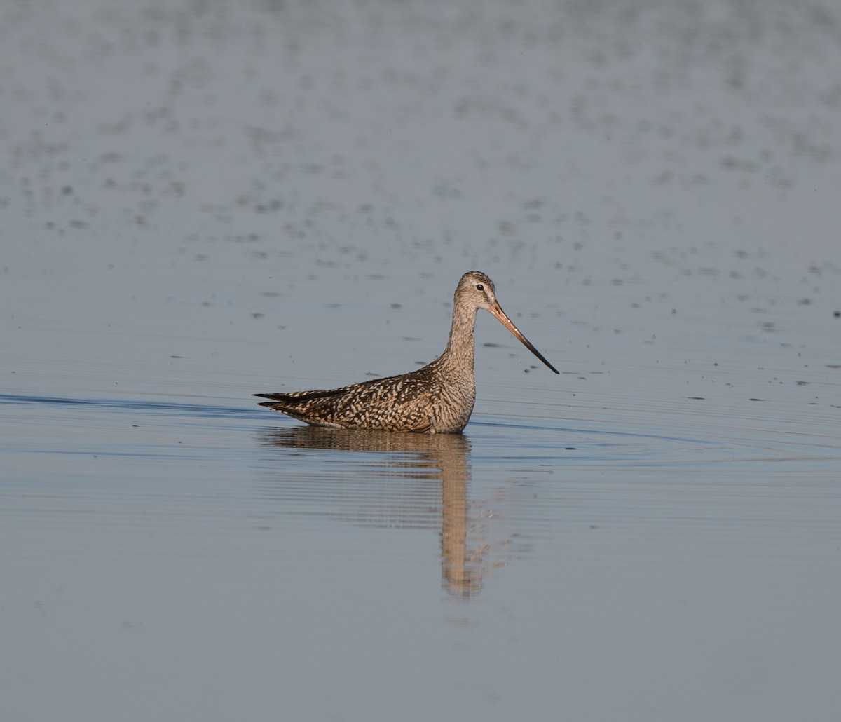 Marbled Godwit - ML621618116