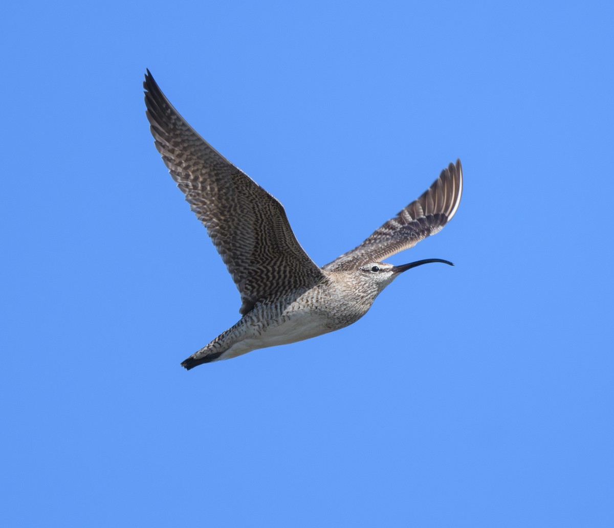 Whimbrel - ML621618120