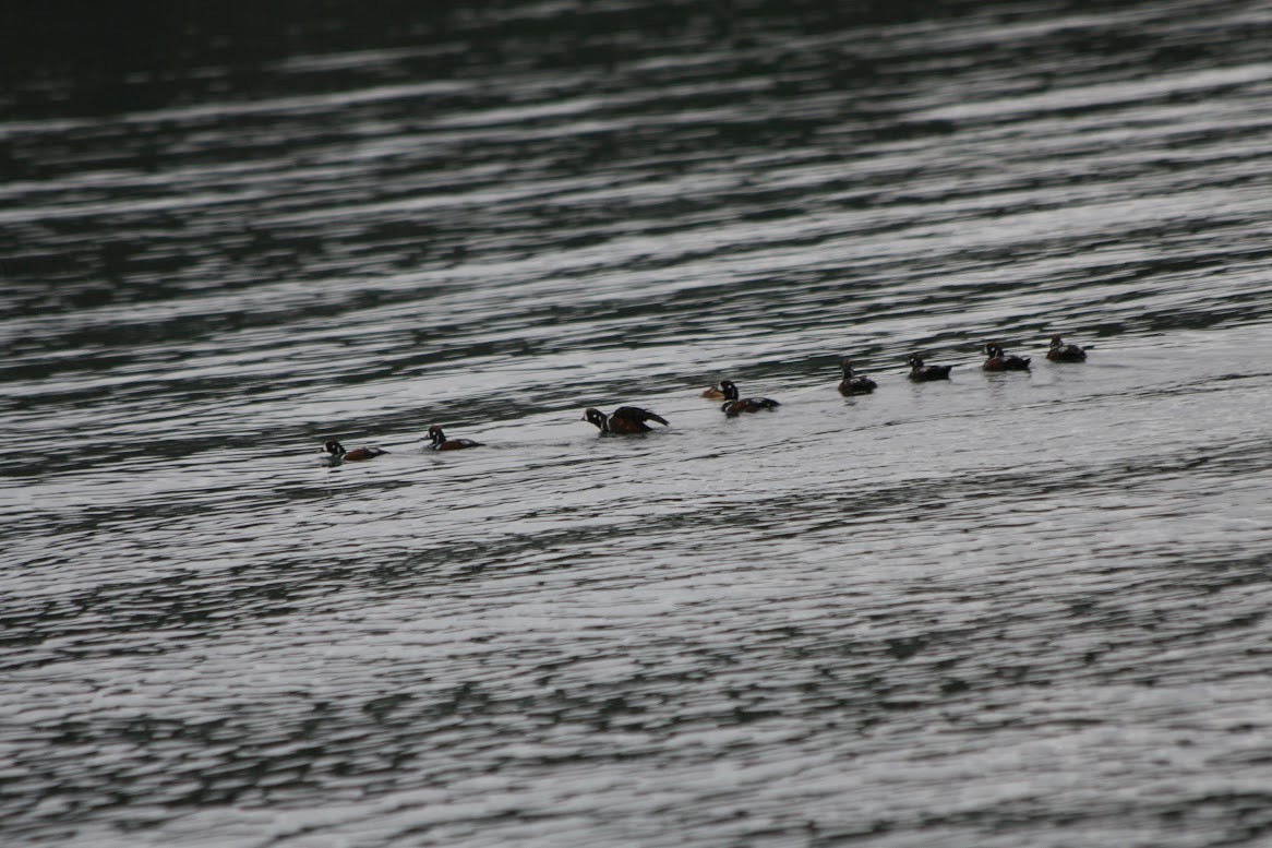 Harlequin Duck - ML621618133