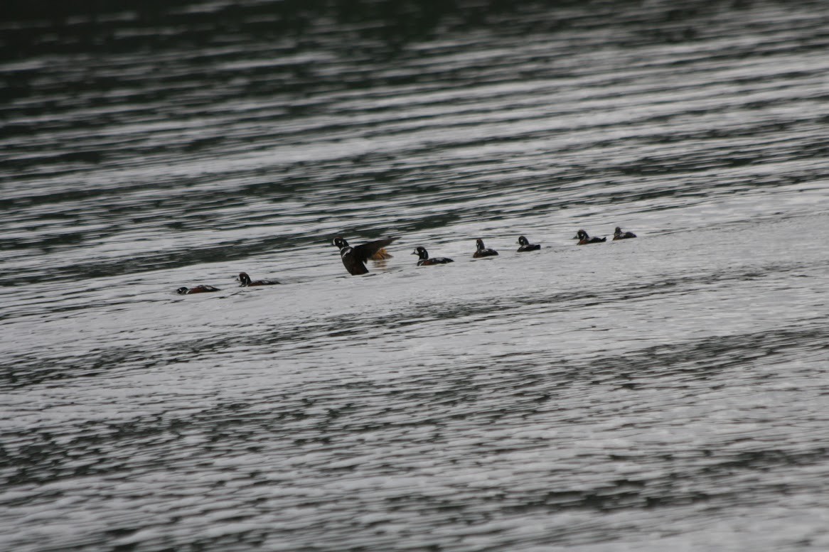 Harlequin Duck - ML621618135