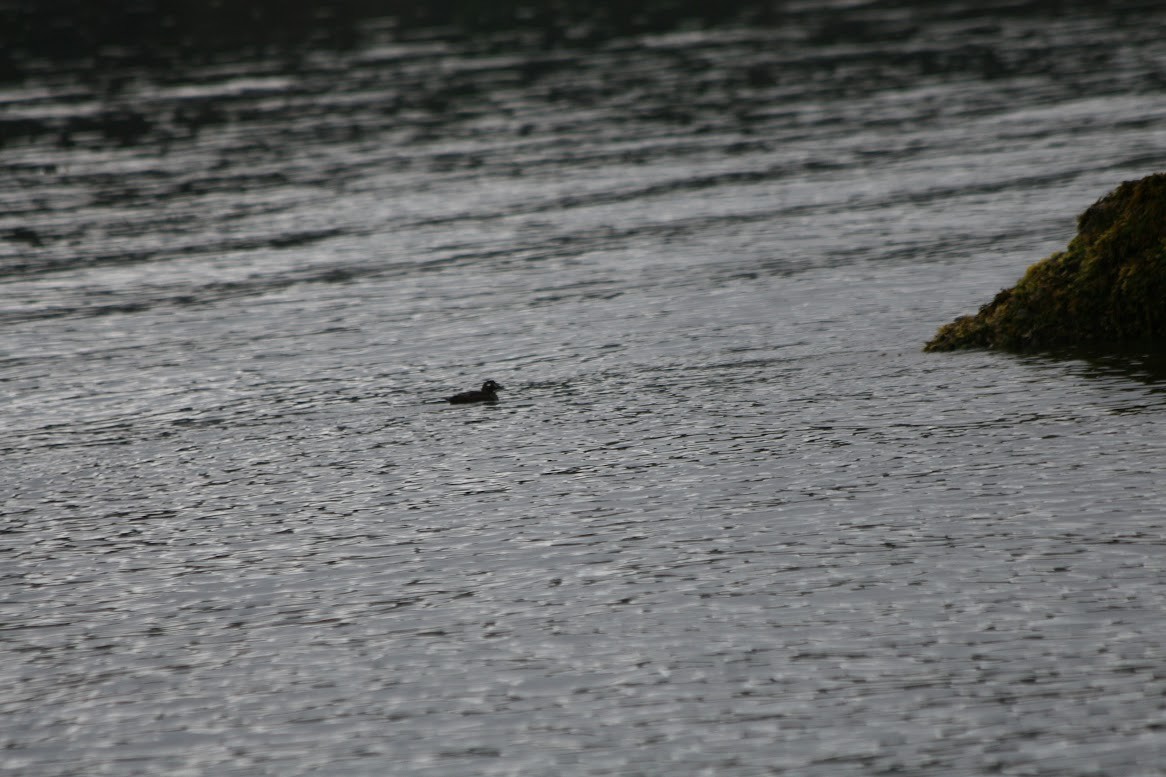 Harlequin Duck - ML621618139