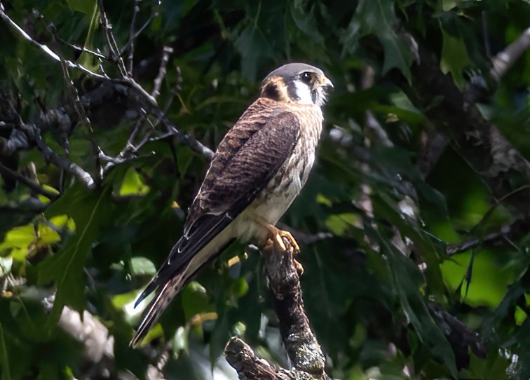 בז אמריקני - ML621618149