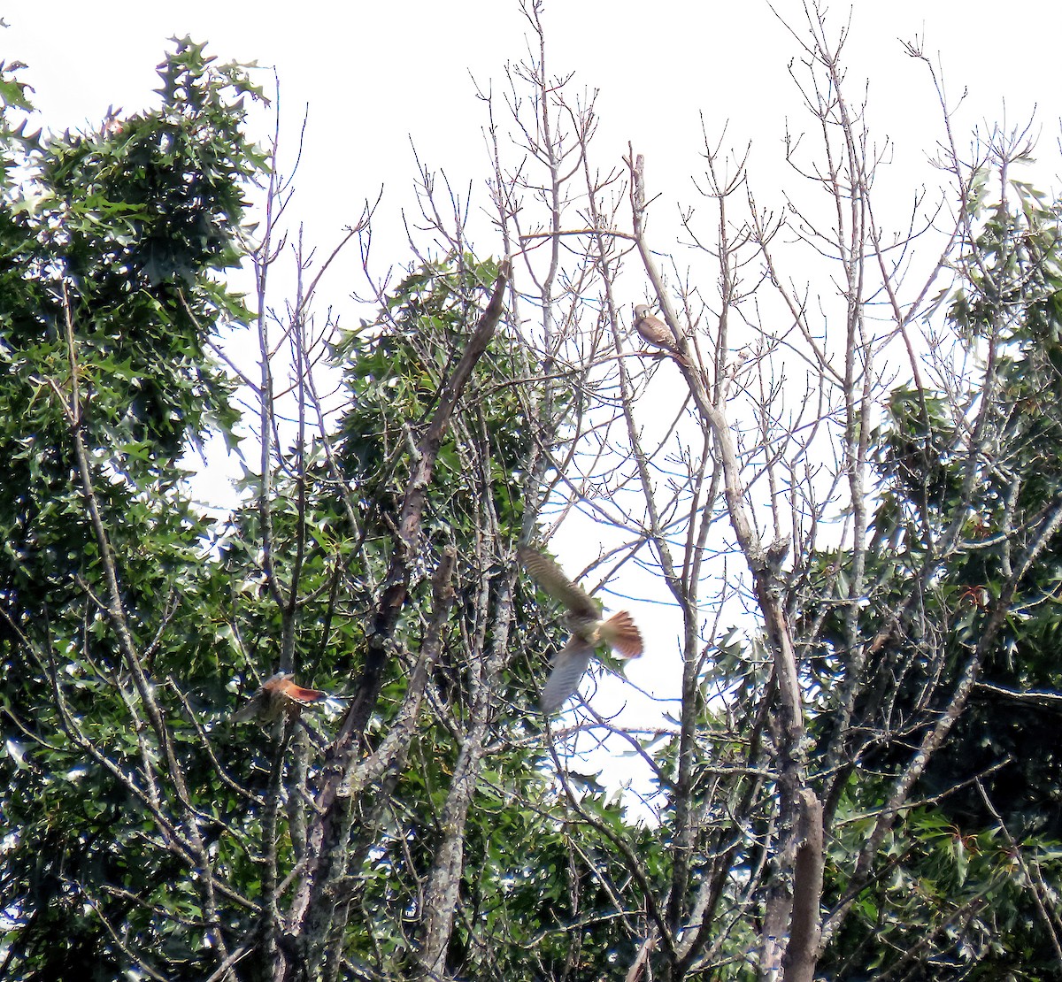 בז אמריקני - ML621618151