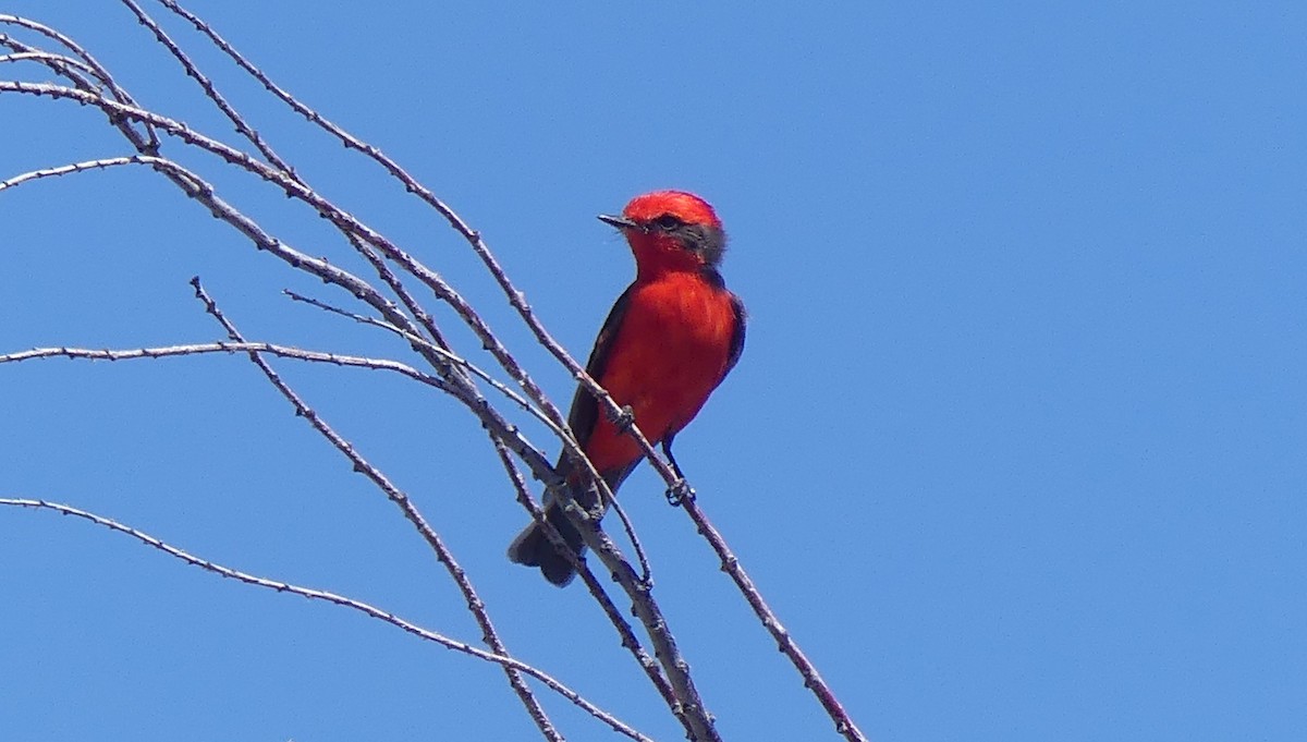 Vermilion Flycatcher - ML621618237