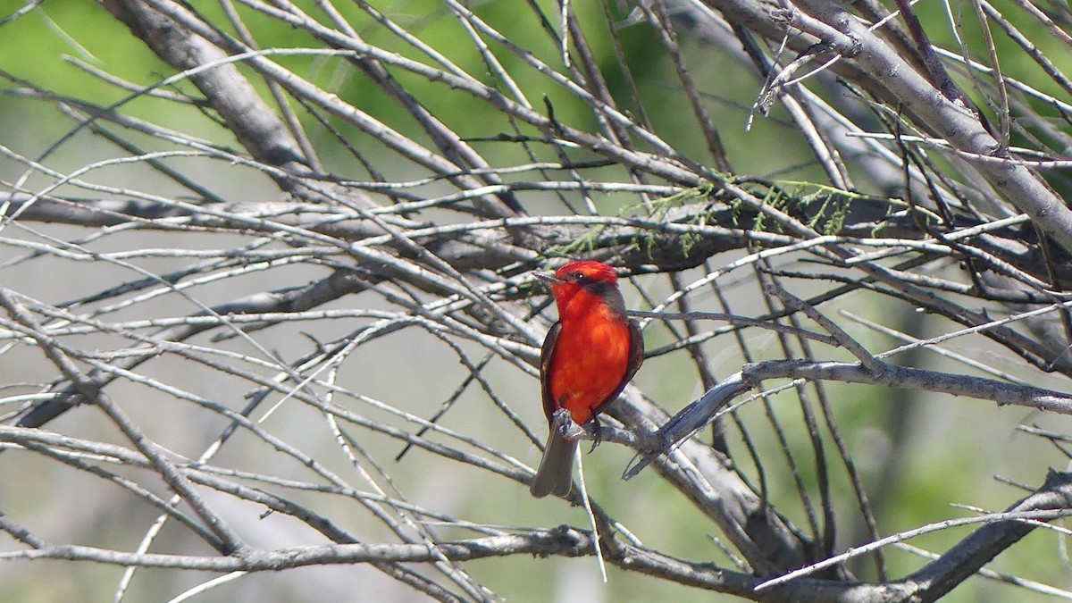 Vermilion Flycatcher - ML621618238