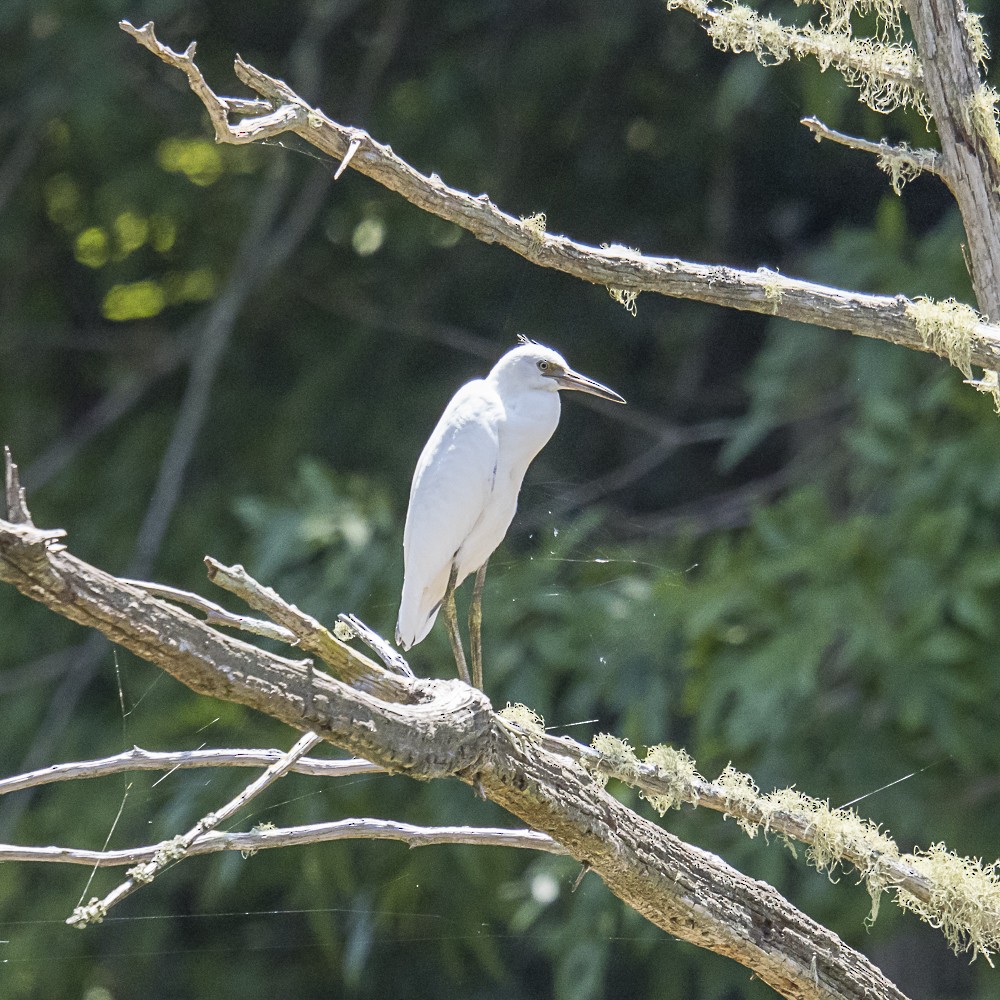 Little Blue Heron - Phillip Harpootlian