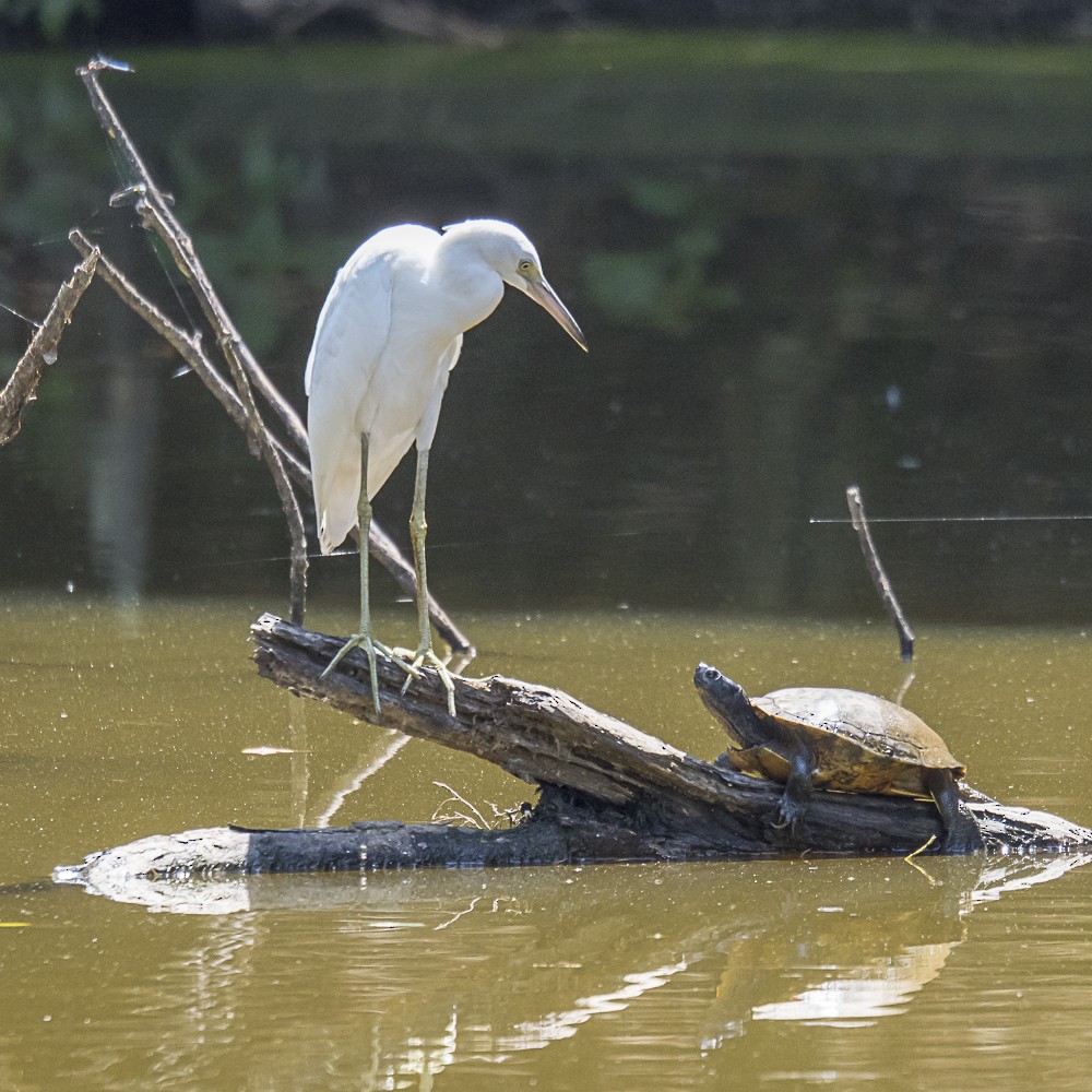 Little Blue Heron - ML621618289