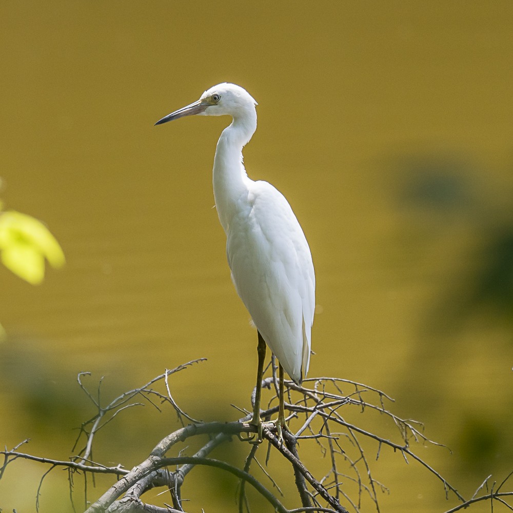 Little Blue Heron - ML621618290