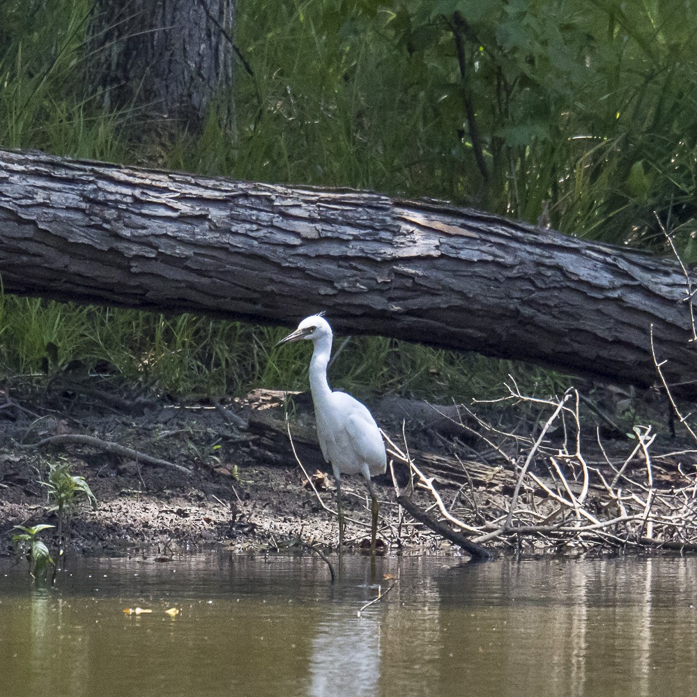 Little Blue Heron - ML621618293