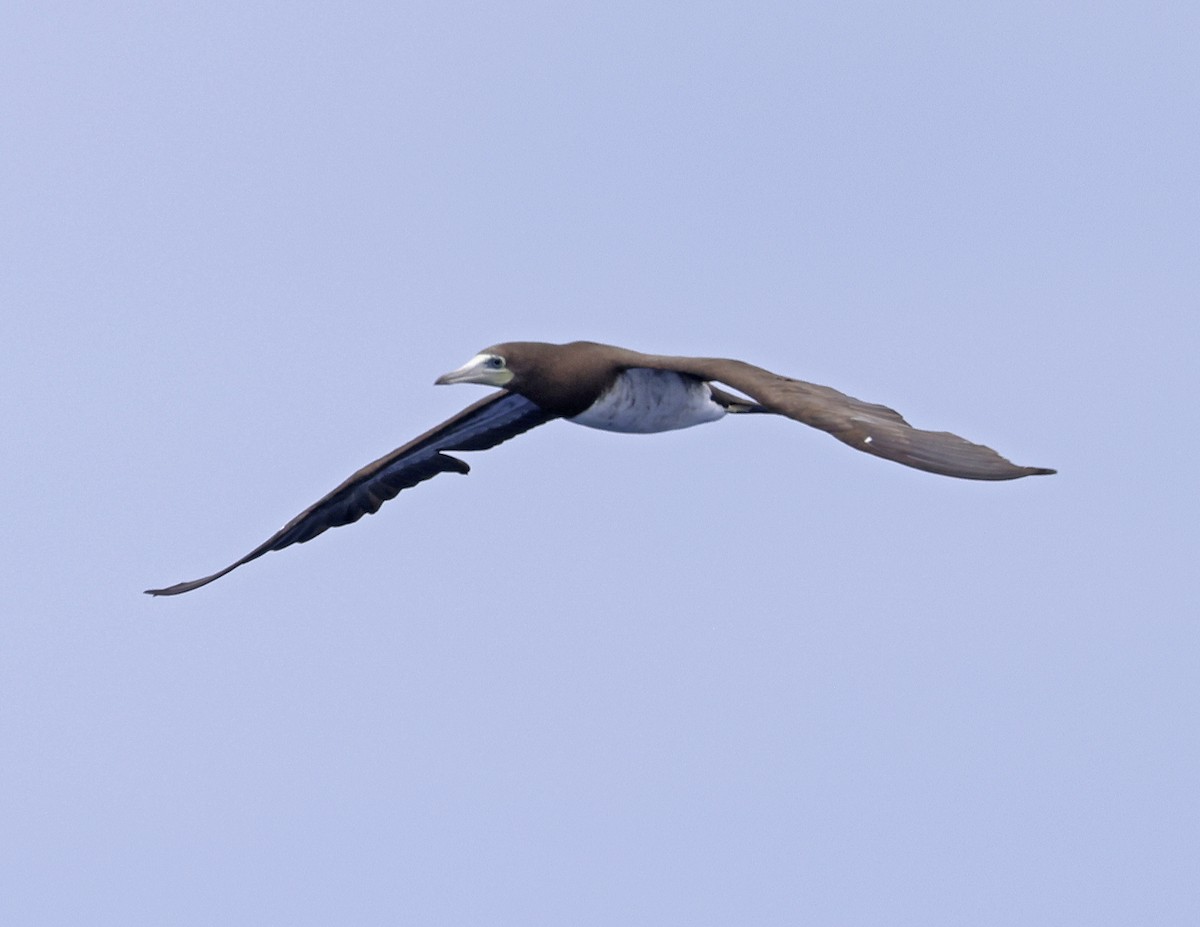 Brown Booby - ML621618296