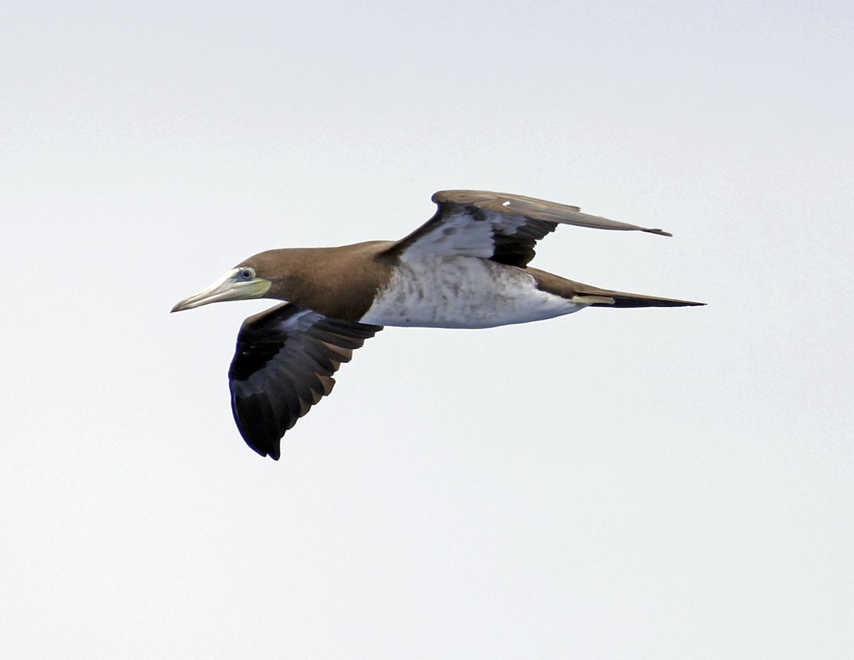 Brown Booby - ML621618338