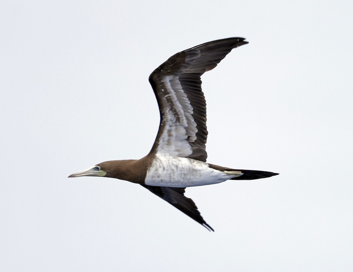 Brown Booby - ML621618394