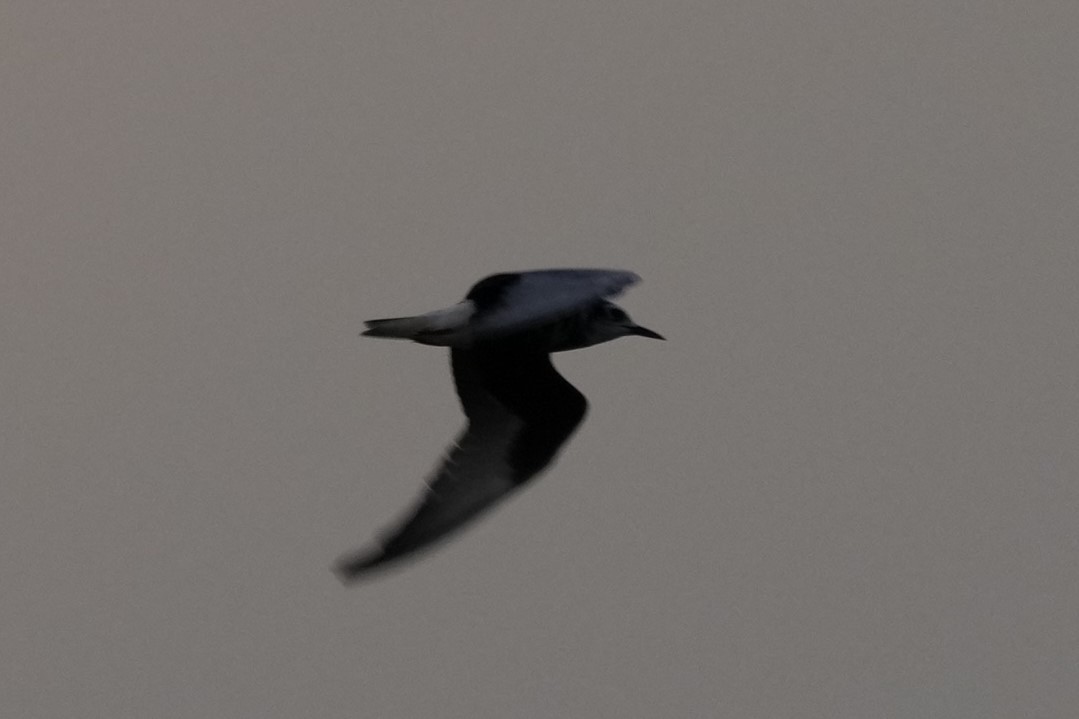 White-winged Tern - ML621618422