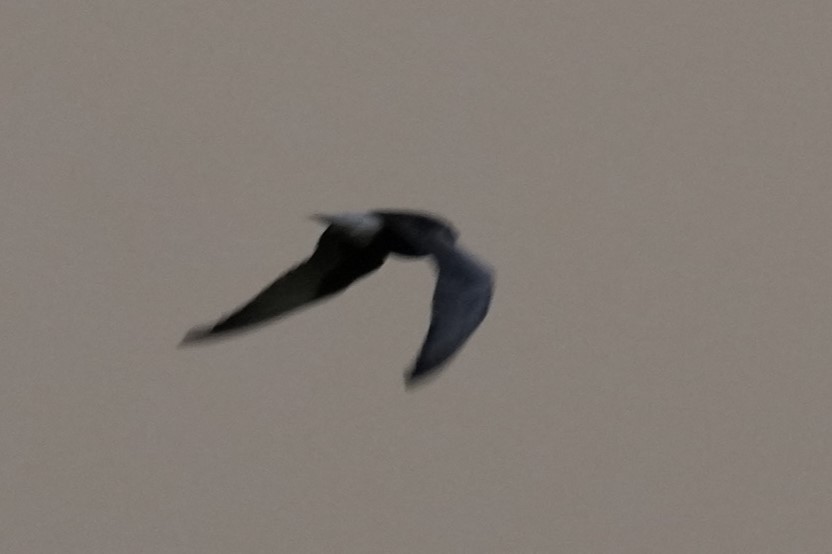 White-winged Tern - ML621618423