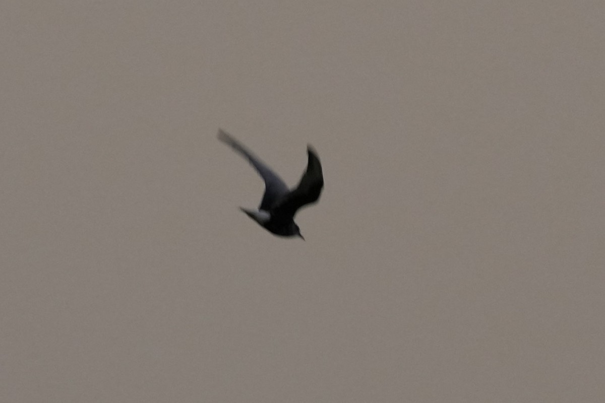 White-winged Tern - ML621618424