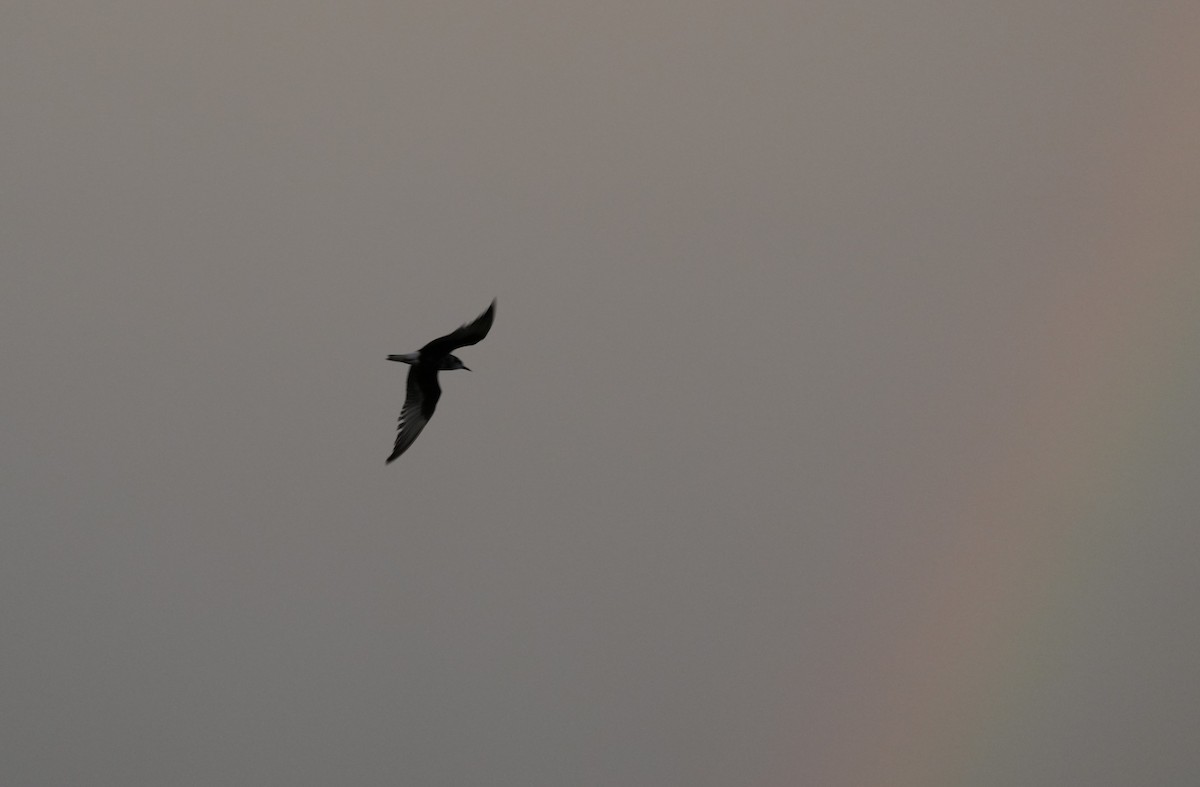 White-winged Tern - ML621618426