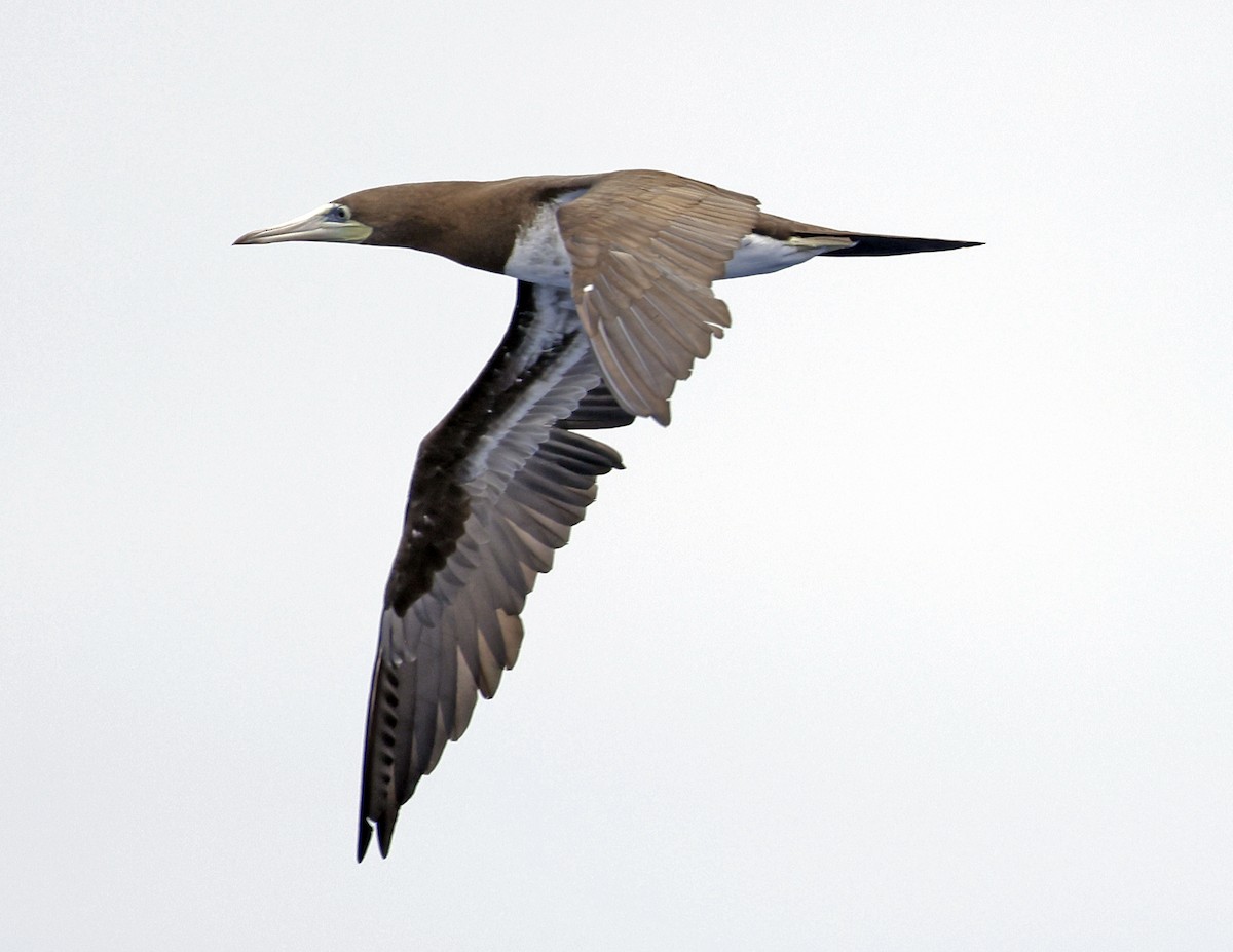 Brown Booby - David McQuade