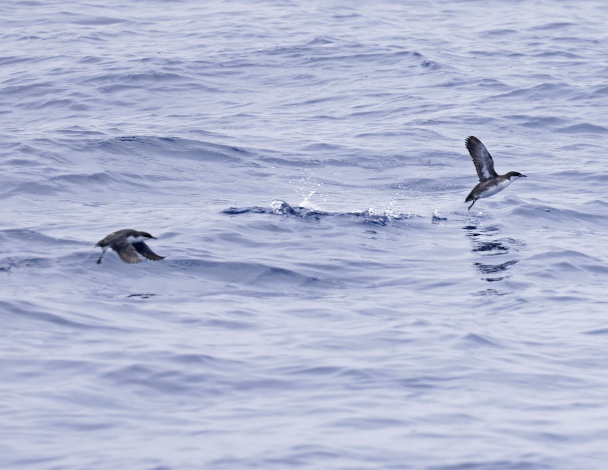 Craveri's Murrelet - ML621618694