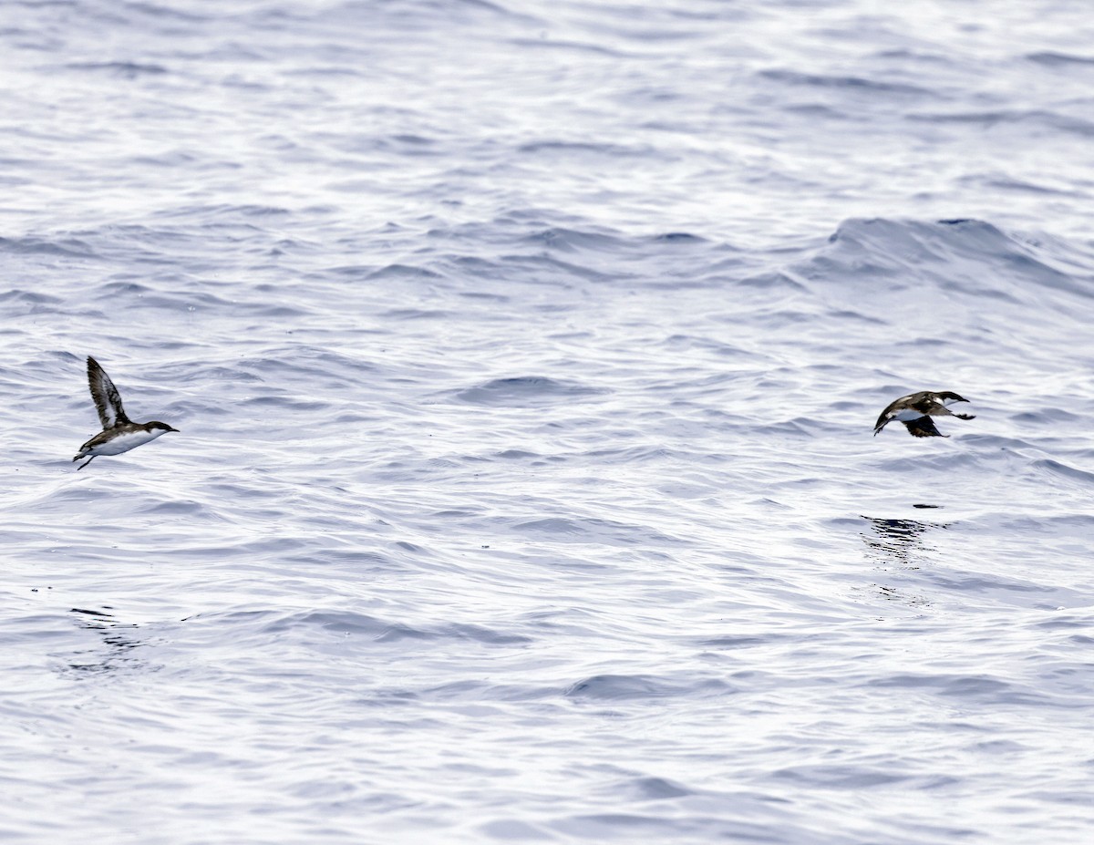 Craveri's Murrelet - ML621618725