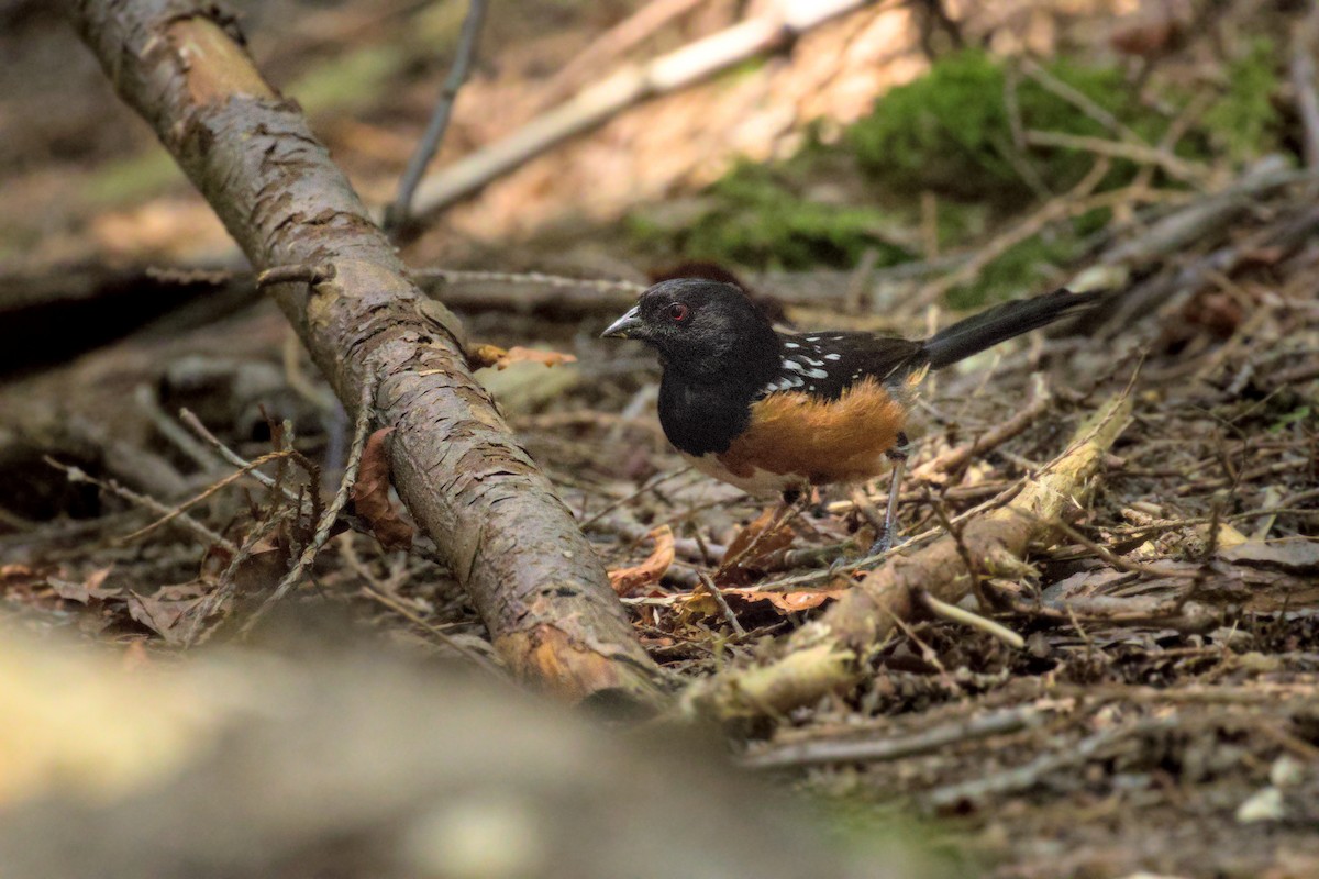 Spotted Towhee - ML621618745