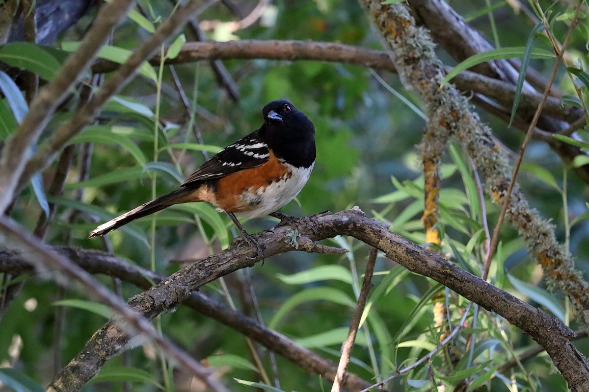 Spotted Towhee - ML621618764
