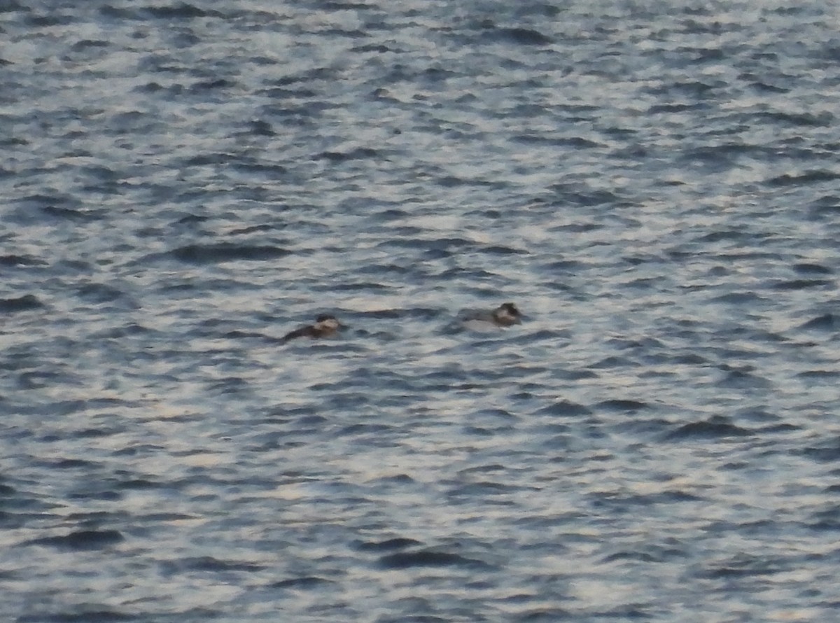 Long-tailed Duck - ML621618785