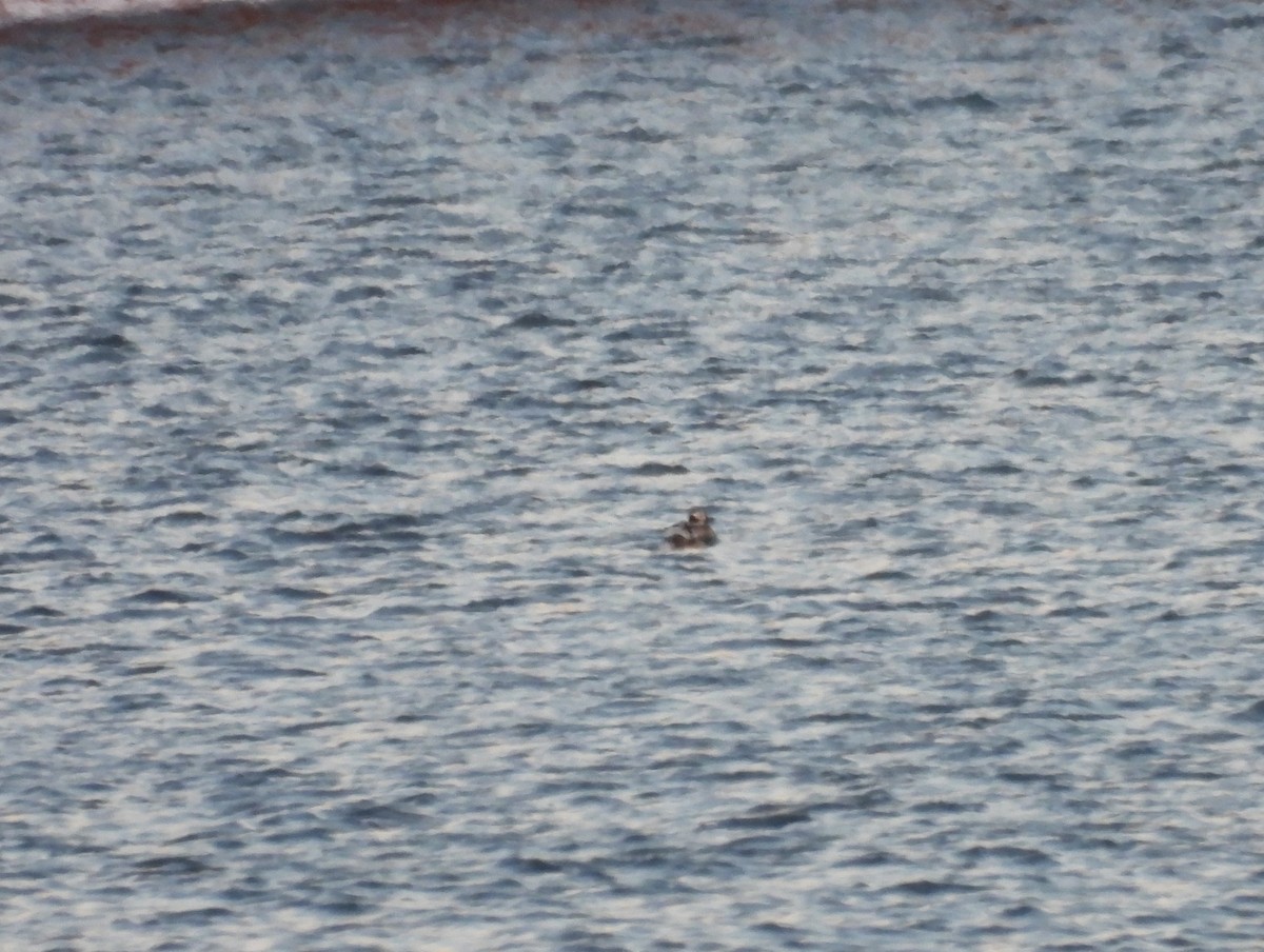 Long-tailed Duck - ML621618787