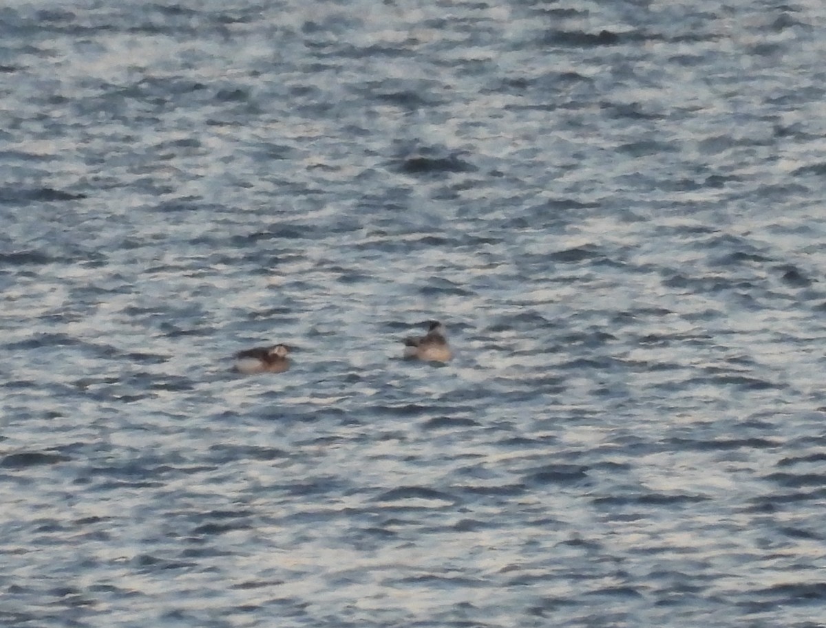 Long-tailed Duck - ML621618788