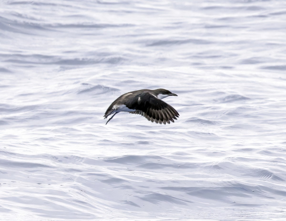 Craveri's Murrelet - David McQuade