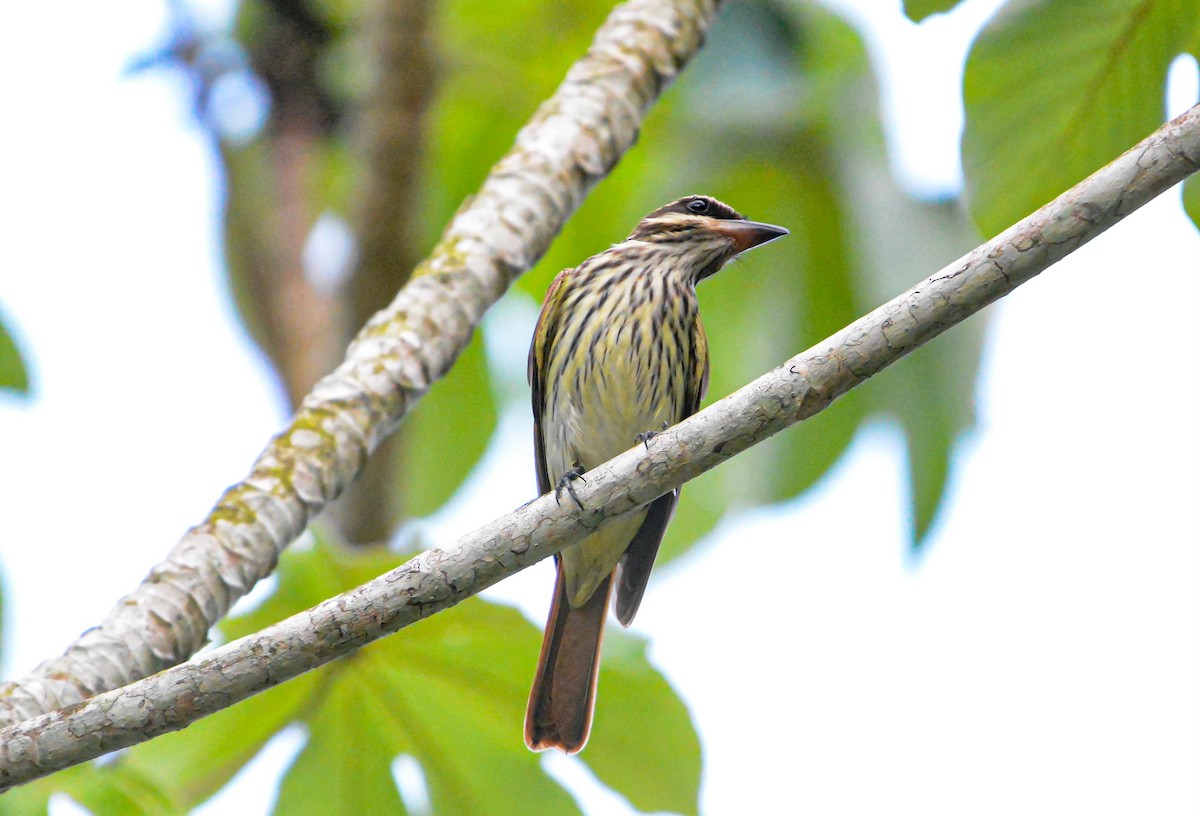 Streaked Flycatcher - ML621618810