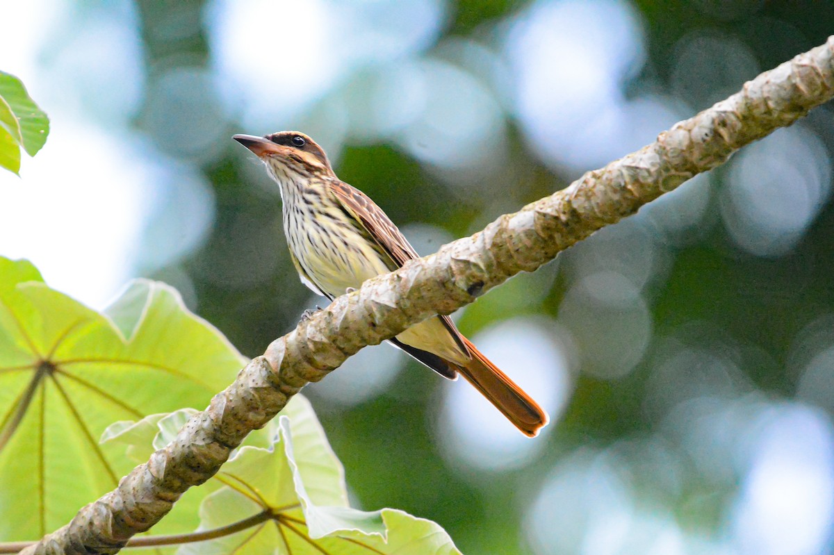 Streaked Flycatcher - ML621618811