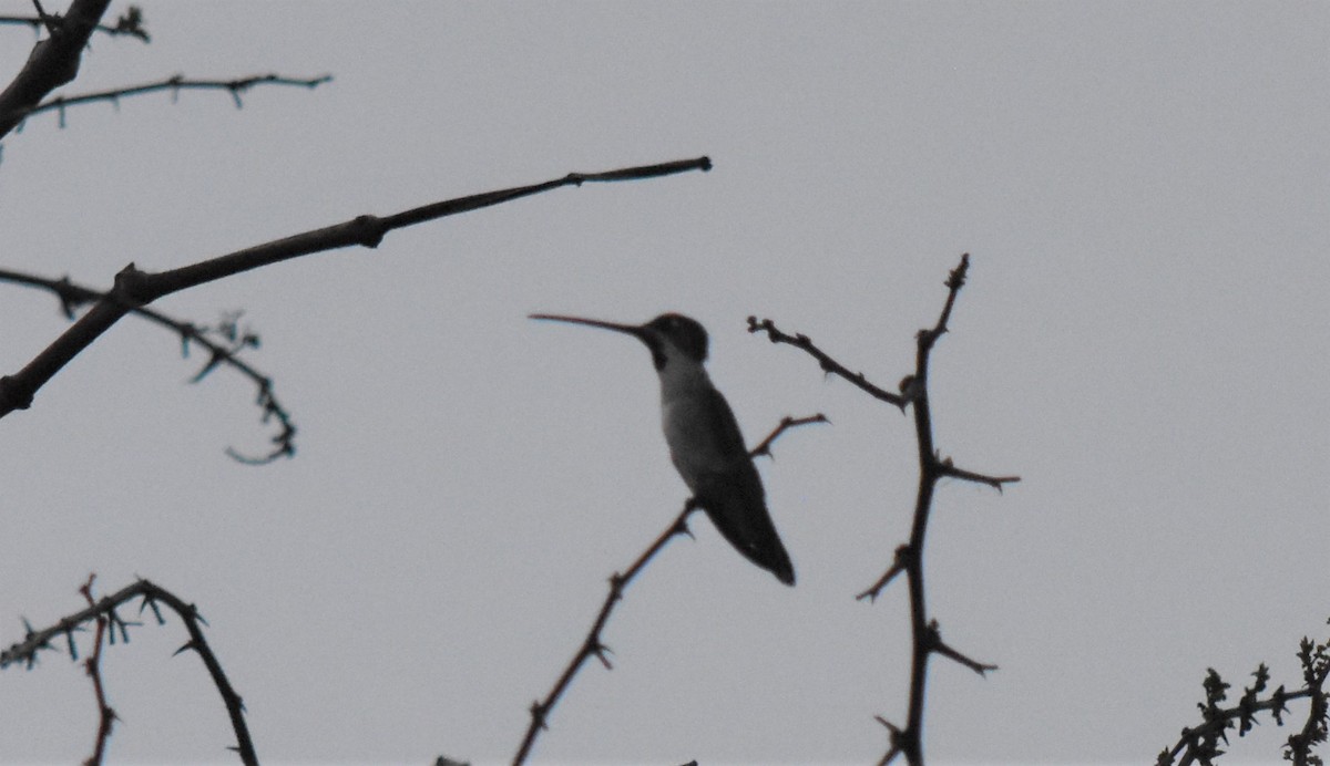 Long-billed Starthroat - ML621618848