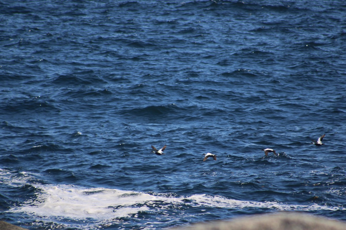 Common Eider (Dresser's) - ML621618865