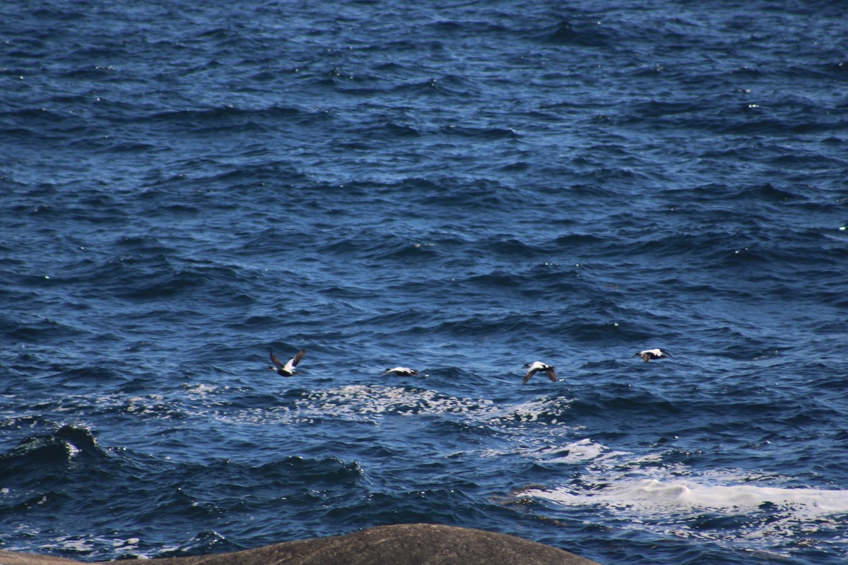 Common Eider (Dresser's) - ML621618866