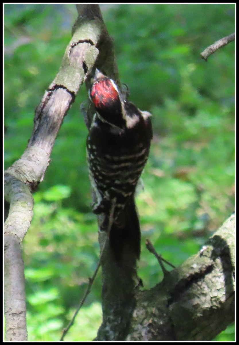 Nuttall's Woodpecker - ML621618875