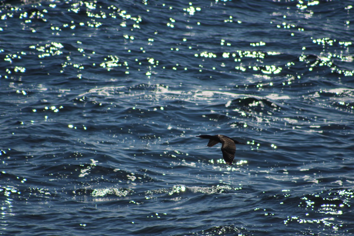 Double-crested Cormorant - ML621618894