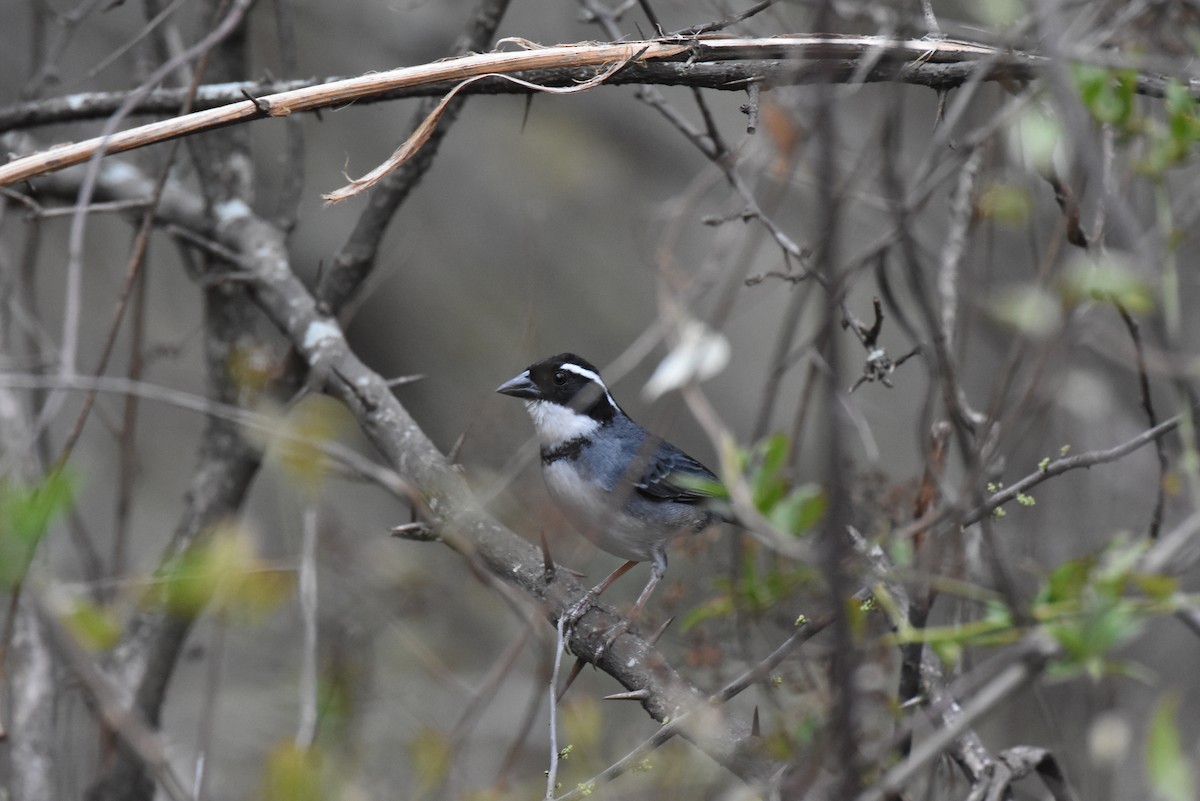 Black-capped Sparrow - ML621618936