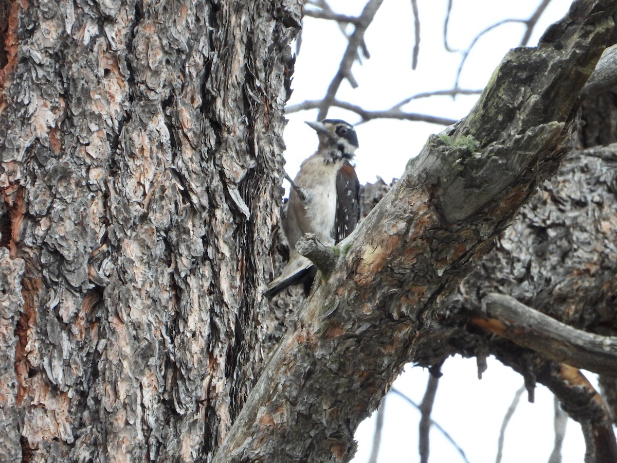 Hairy Woodpecker (Rocky Mts.) - ML621618977