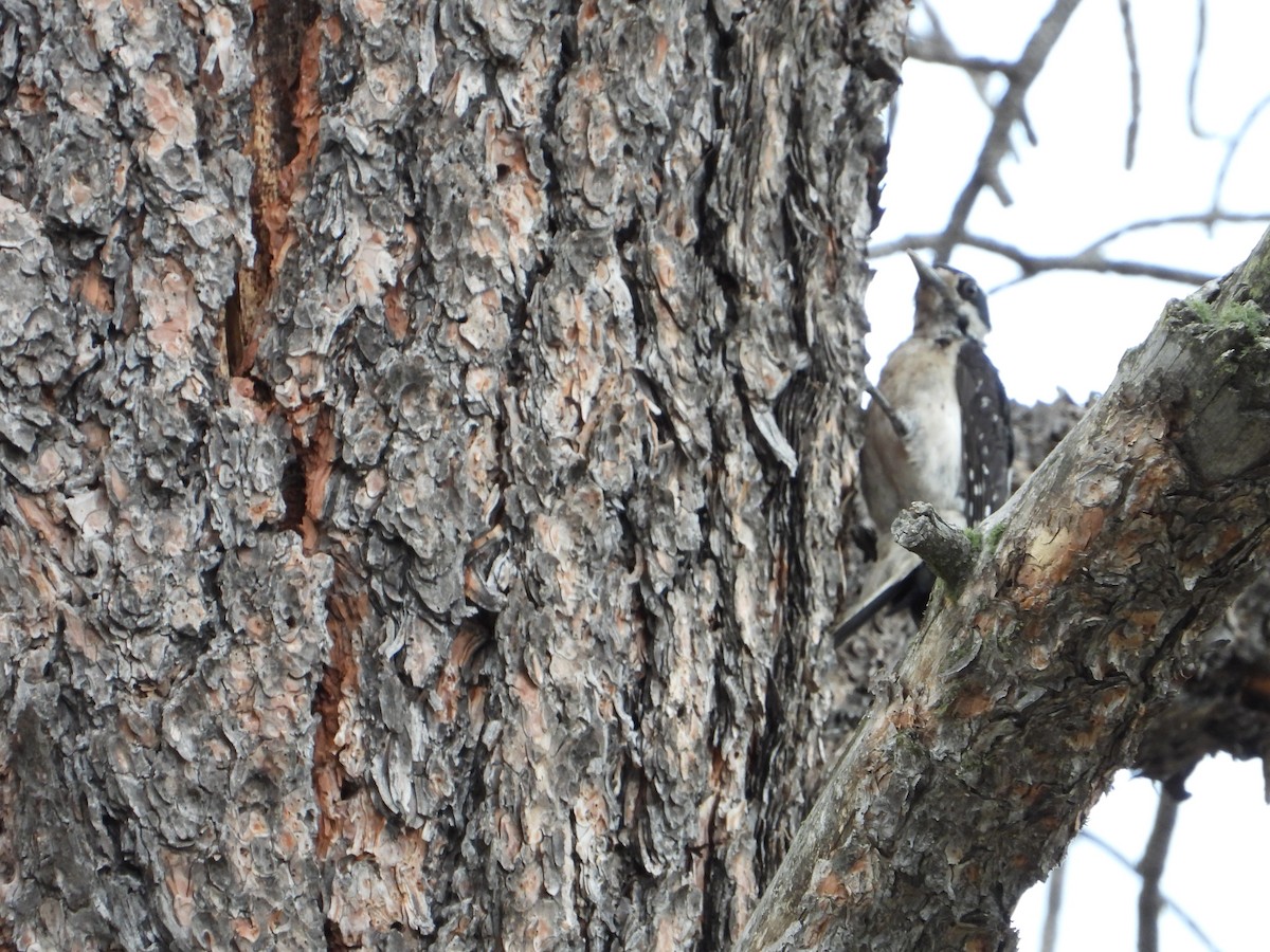 Hairy Woodpecker (Rocky Mts.) - ML621618978