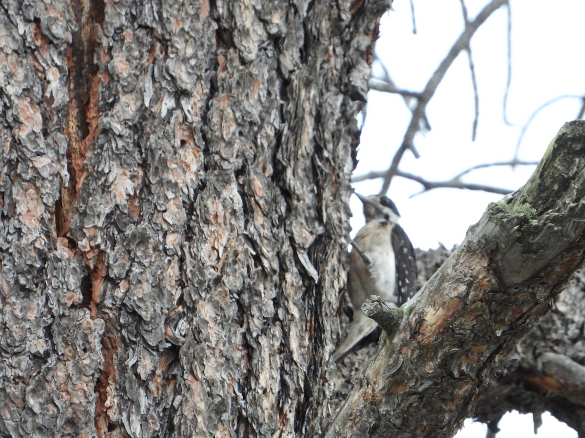 Hairy Woodpecker (Rocky Mts.) - ML621618979