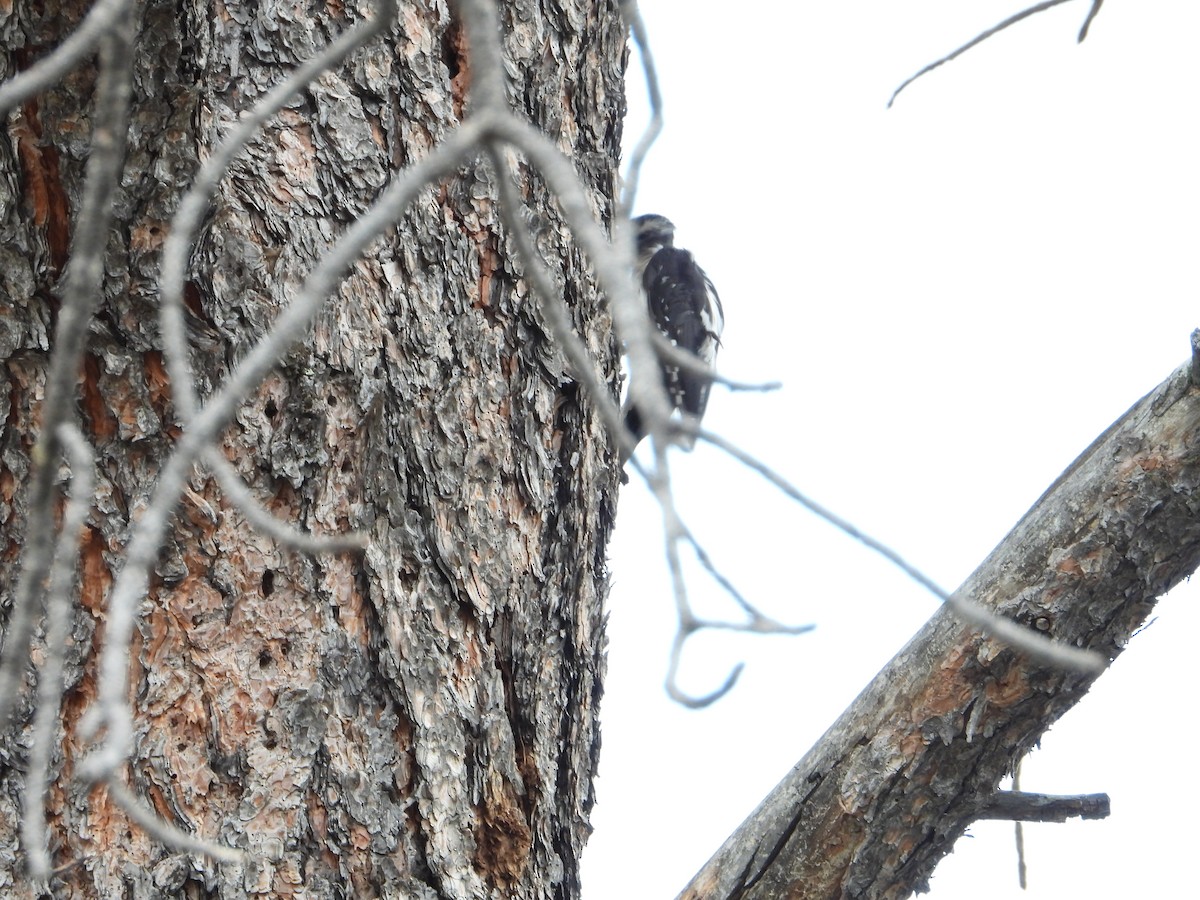 Hairy Woodpecker (Rocky Mts.) - ML621618980