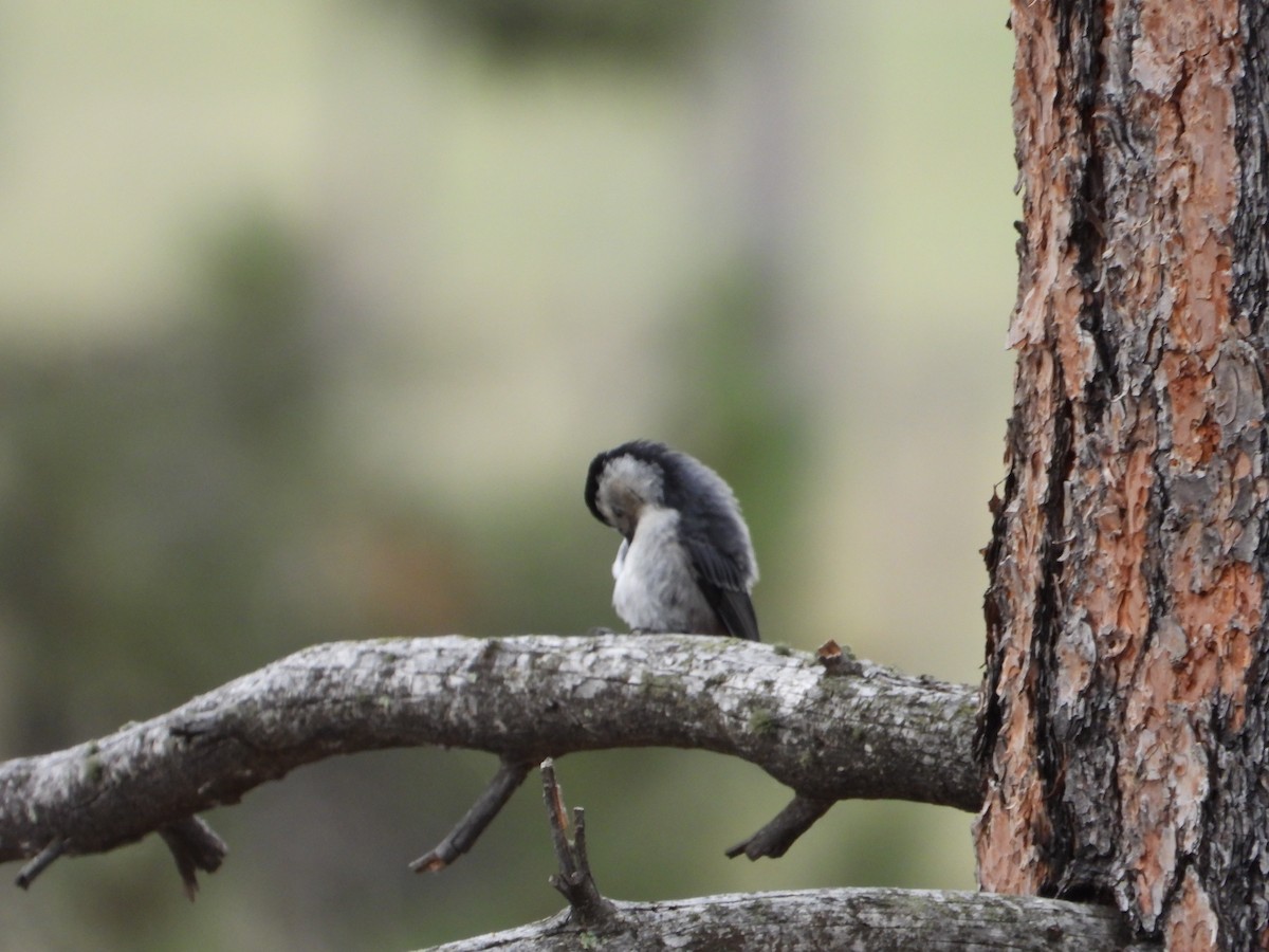 White-breasted Nuthatch (Interior West) - ML621618983