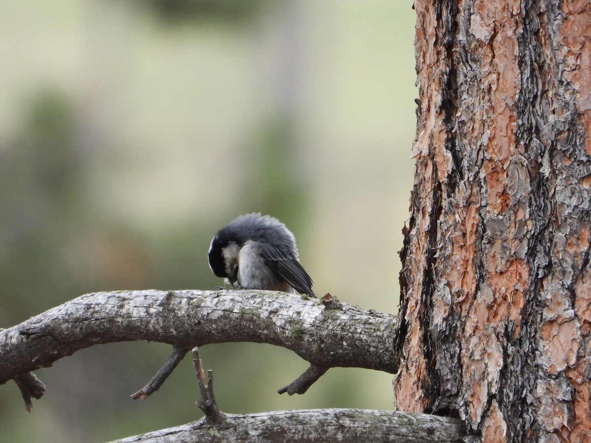 White-breasted Nuthatch (Interior West) - ML621618984