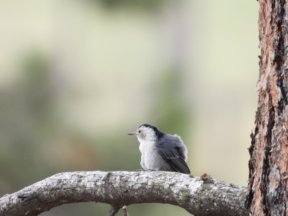 White-breasted Nuthatch (Interior West) - ML621618985