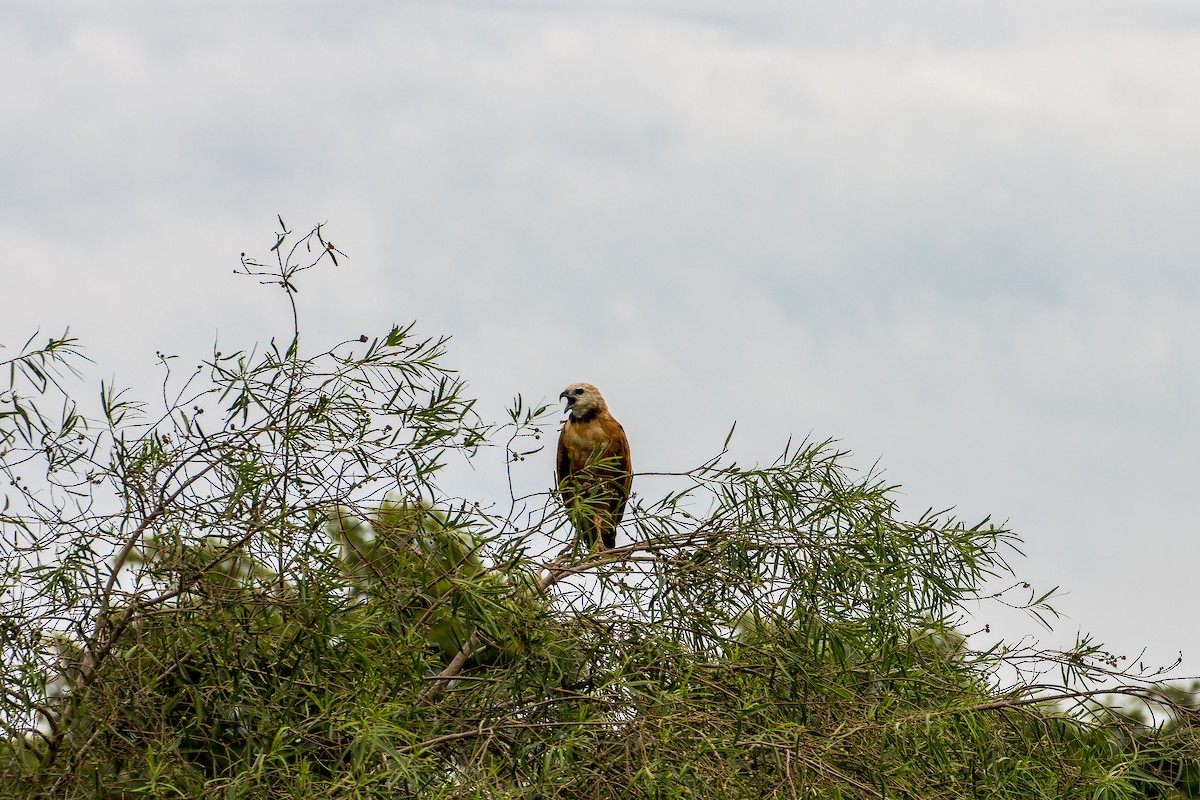 Black-collared Hawk - ML621618991