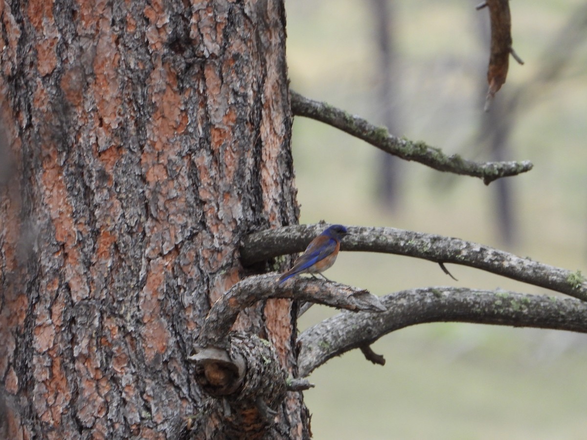 Western Bluebird - ML621618994