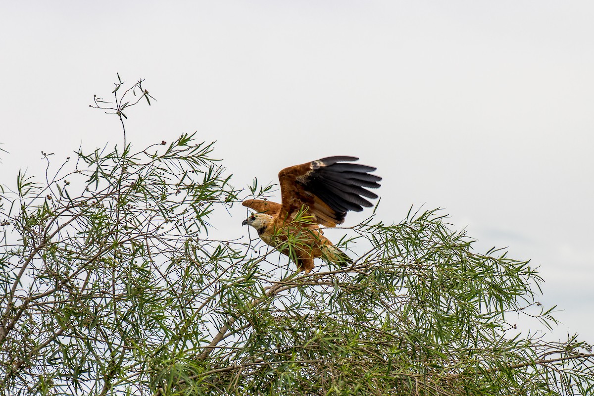 Black-collared Hawk - ML621619008