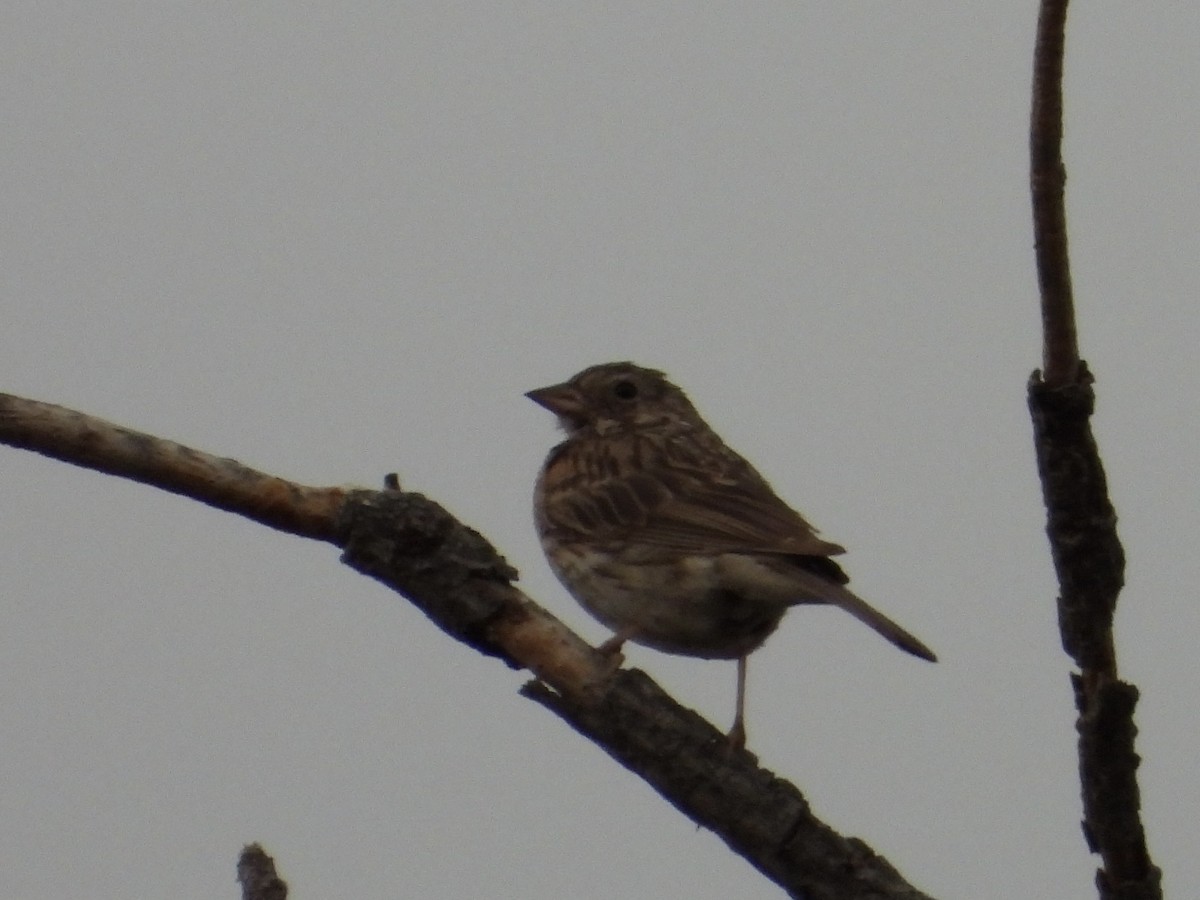 Lark Sparrow - ML621619020