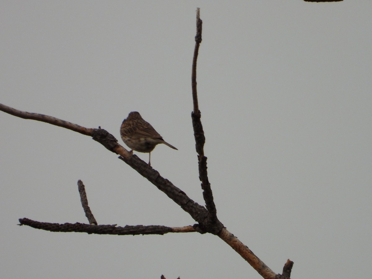Lark Sparrow - ML621619021