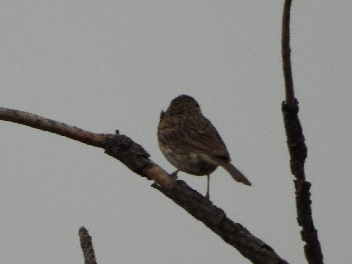 Lark Sparrow - ML621619022